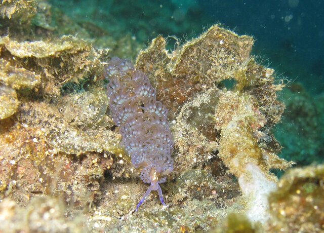 Pteraeolidia ianthina